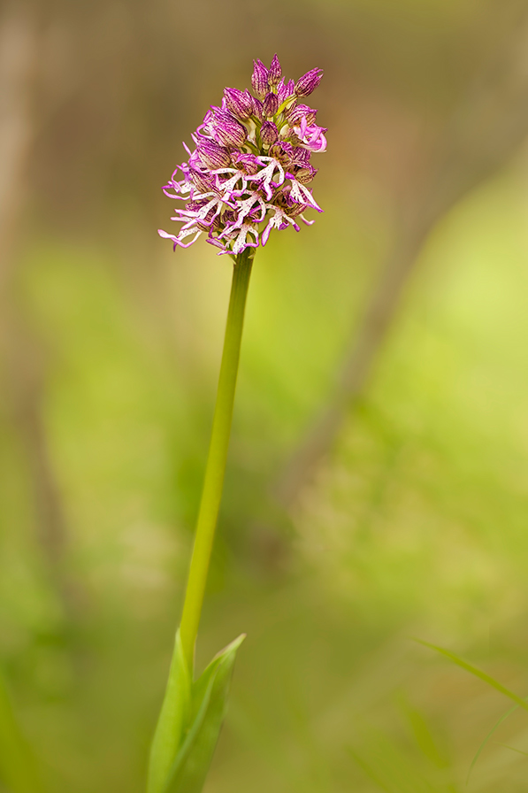 Orchis purpurea x Orchis simia?